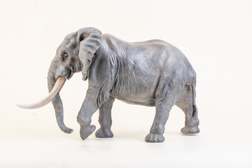 African elephant on isolated background
