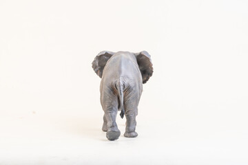 African elephant on isolated background