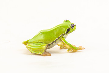 frog on isolated background