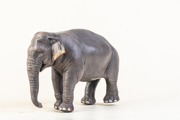 Obraz premium asian elephant on isolated background