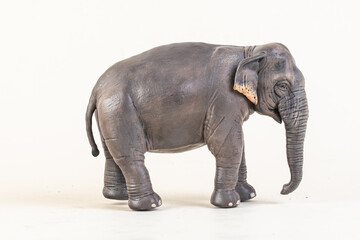Obraz premium asian elephant on isolated background