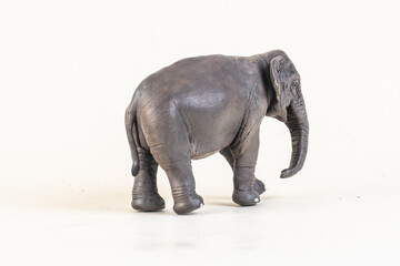 Obraz premium asian elephant on isolated background