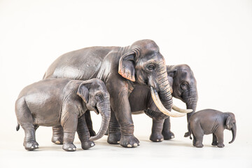 Fototapeta premium asian elephant on isolated background