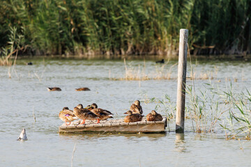 Grupo de pato real Anas platyrhynchos posados en plataforma de madera en el parque natural el Hondo, Espa&ntilde;a