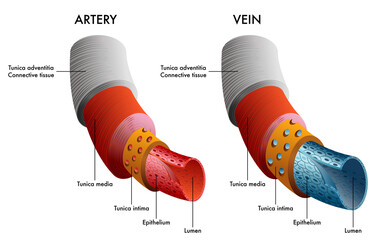 Medical illustration of artery and vein anatomy with annotations.