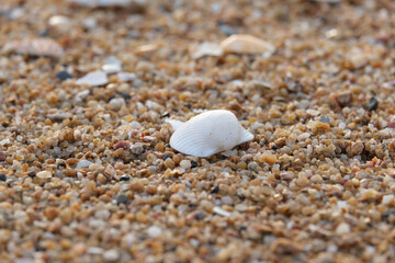 shell on the sand
