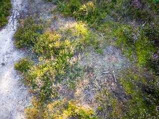 Fototapeta premium Mostowka Heath on a September day, blooming heather on a large heathland created after a forest fire near Warsaw, Poland, aerial view.