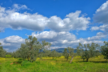 Fototapeta premium spring and olive tree
