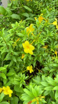 Slow Pan Over Yellow Mandevilla Flowers in Bangkok Garden