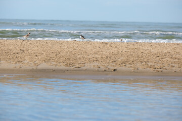 seagulls on the beach