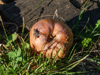 Housefly on a Rotting Apple