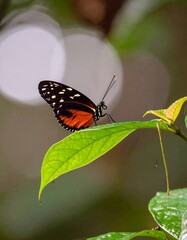 Fototapeta premium Butterfly resting on a leaf