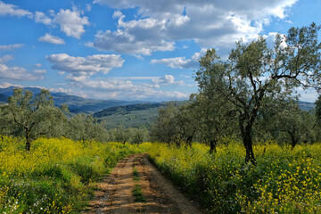 Obraz premium spring and olive tree