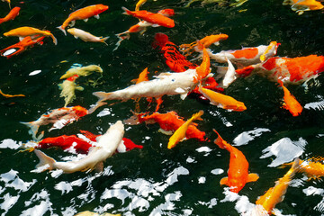 Top view of carp or carp fish in the pond with black background. Mesmerizing special beautiful...