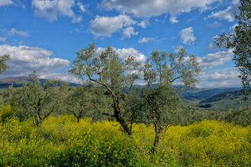 Fototapeta premium spring and olive tree