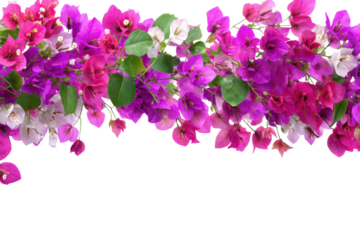 lilac flowers on white background