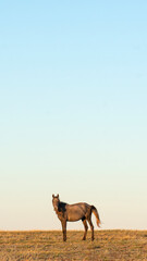 A horse grazes in the steppe of Kazakhstan. High quality photo