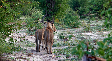 Lions on the hunt in Botswana