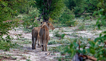Lions on the hunt in Botswana