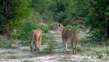 Naklejka premium Lions on the hunt in Botswana