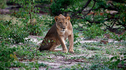 Lions on the hunt in Botswana