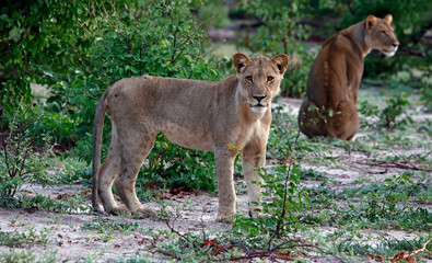Lions on the hunt in Botswana