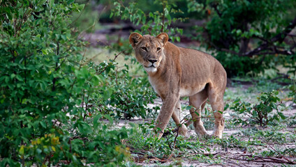Lions on the hunt in Botswana