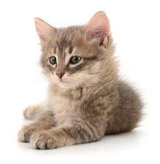 Fluffy kitten sitting isolated on white background