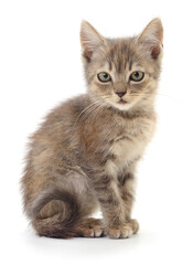 Cute kitten sitting isolated on white background