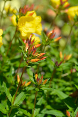 Yllow sun drops flower buds - Latin name - Oenothera tetragona
