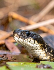 Close-up of a snake's head
