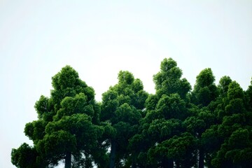 Obraz premium Lush green trees against clear sky.