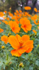 Kenikir Flower, close-up photo of Coreopsis Lanceolata in full bloom with a background of plants filled with flowers