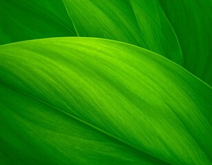 Close-up of vibrant green leaves (11)