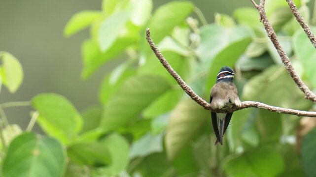 Whiskered Treeswift (Hemiprocne comata) on a branch bird watching in the forest