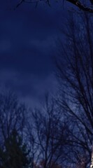 Fototapeta premium A nighttime scene reveals silhouetted trees against a dark, cloudy sky, with faint, warm light illuminating some branches