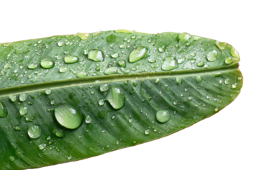 green leaf with water drops
