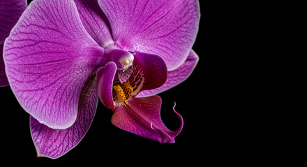 orchid on black