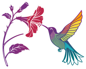 Obraz premium Hummingbird feeding silhouette illustration