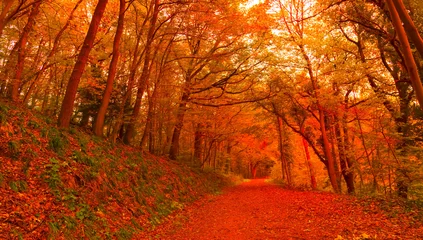 Fototapete Fallen Autumn season with Beautiful romantic alley in a park with colorful trees and sunlight. autumn natural background  © SASITHORN