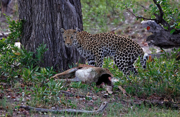 Female leopard on a kill in Botswana