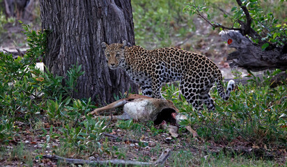Female leopard on a kill in Botswana
