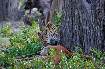 Female leopard on a kill in Botswana