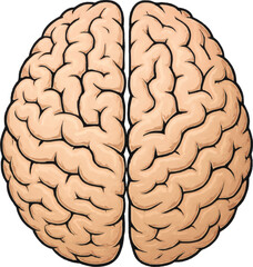 Human Brain Anatomy Vector