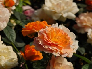 Gold Hybrid Tea Rose Blooming.