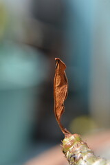 A close-up of a single, dry leaf on a plant stem with a blurred background