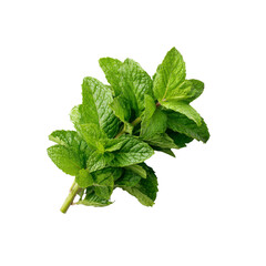 Fresh Sprig of Spearmint on Black Background