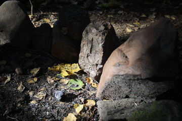 Beautiful rocks in the forest. Stones in the sunlight.