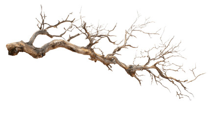 Fototapeta premium dead tree isolated on white