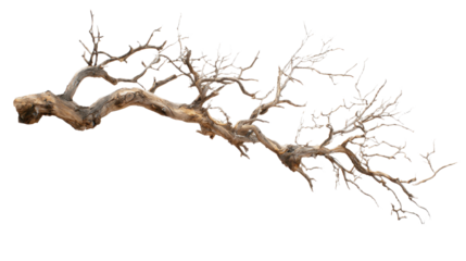 dead tree isolated on white